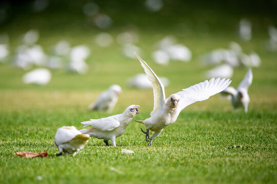 Corellas fight on sporting field
