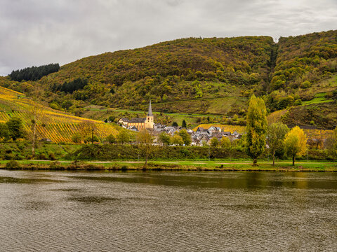 Senheim village between steep vinyards and  lush mountain on Moselle river in Cochem-Zell district, Germany
