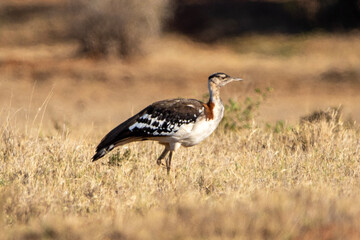 Kori Bustard