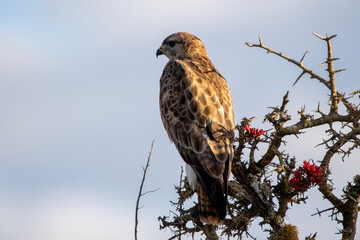 Buzzard
