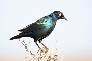 Starling on a tree