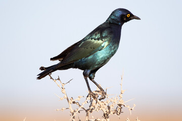 Greater blue-eared starling