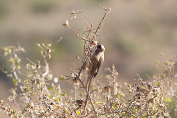 bird on a branch