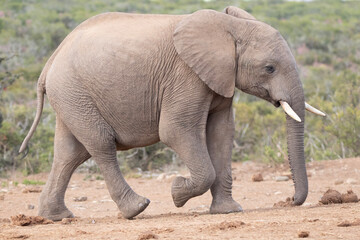 elephant, mother in teh field