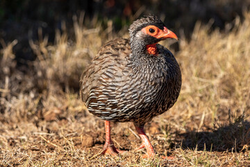 pheasant in the grass