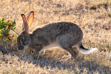 rabbit in the grass