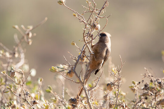 speckled mousebird in tree