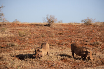 Fototapeta premium warthog in the wild