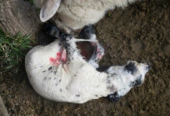 lamb birth