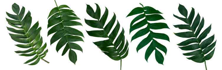 Monstera pinnatipartita (Siam Monstera) large green leaves that hollow veins and wet. On day of rainy season at garden. PNG file, isolated, flat lay, panorama. Thailand.