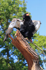 A portrait of a Bateleur perched on a dead tree displaying territorial behaviour
