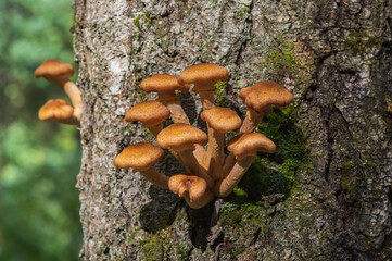 Closeup of Honey fungus (Armillaria mellea) mushrooms growing on the grey tree trunk
