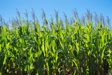 field of corn