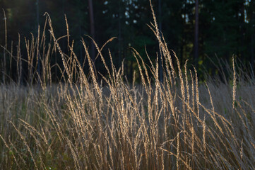 Closeup of beautiful dry grass in the evening sunlight