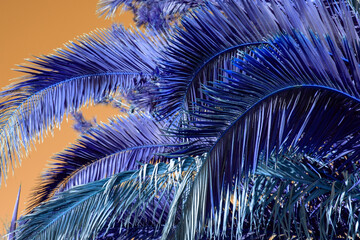 Lush palm branches, palm tree leaves against the sky, colorful juicy tropical background	