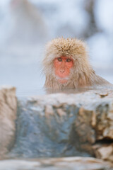 Snow Monkey in winter 2023, Japan