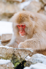 Snow Monkey in winter 2023, Japan