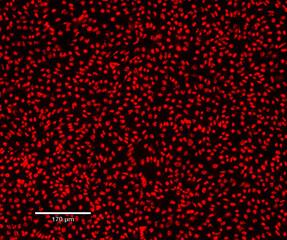 Immunofluorescence Staining in Research Laboratory