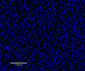 Immunofluorescence Staining in Research Laboratory