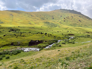 Fototapeta na wymiar A beautiful stream in the meadow with yaks.