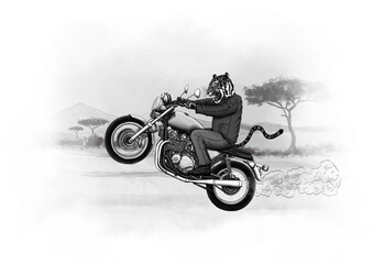 Tiger on a motorcycle. Speed ​​lover in the savannah. Alternative animal life.