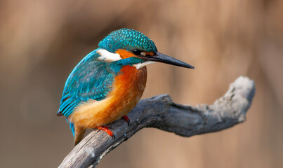 colorful bird spying on its prey on dry branch,Common Kingfisher, Alcedo atthis