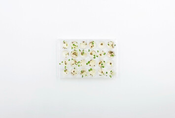 A culture dish in the lab, containing germinated seeds
