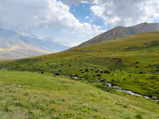 Fototapeta na wymiar Herd of yaks on the beautiful meadow.