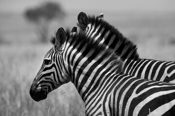 Closeup of a pair of zebra at Masai Mara, Kenya