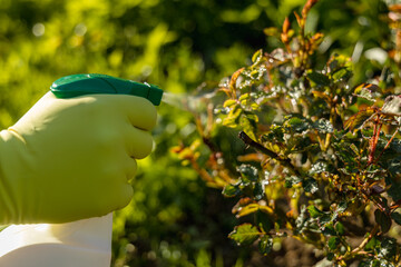 Treatment of roses from pests, aphids and fungi. Remedy for roses from diseases and pests.