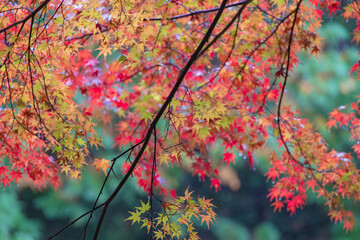 Autumn maple leaves at Daikozenji temple in Saga Prefecture, Japan. 佐賀県 大興善寺 紅葉