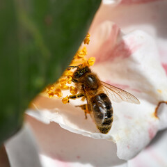Honey Bee on Camelia blossom