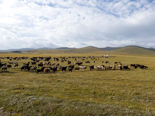 Obraz premium The flock of sheep on the green meadow.