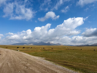 Obraz premium The horses in the meadow by the road.