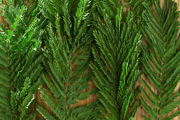 green mimosa leaves lie on a wooden surface, natural background
