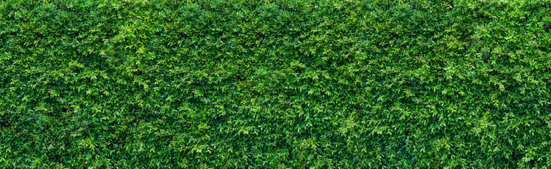 Green grass wall , green leaf texture, natural green backdrop, fresh green leaves background. small leaved green shrub,  leaf wall environmentally friendly.