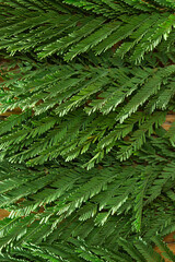 Fototapeta premium green mimosa leaves lie on a wooden surface, natural background