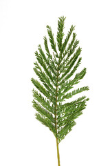 cut branch of fresh flowering mimosa, yellow acacia, isolated