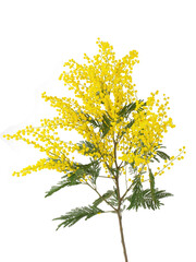 cut branch of fresh flowering mimosa, yellow acacia, isolated