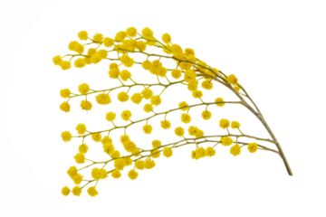 cut branch of fresh flowering mimosa, yellow acacia, isolated
