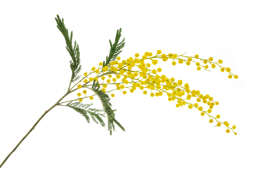 cut branch of fresh flowering mimosa, yellow acacia, isolated
