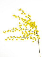 cut branch of fresh flowering mimosa, yellow acacia, isolated