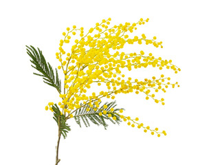 cut branch of fresh flowering mimosa, yellow acacia, isolated
