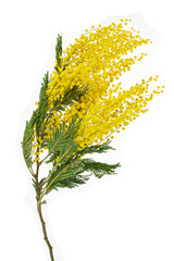 cut branch of fresh flowering mimosa, yellow acacia, isolated
