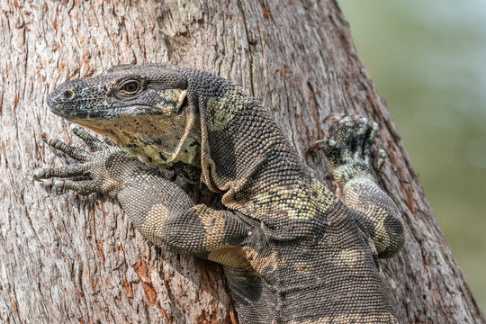 Portrait of a Lace Monitor or Tree Goanna (Varanus varius) climbing a tree on the riverbank