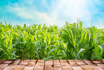 Beautiful  wooden table floor with green corn field nature and blue sky with sunlight background,...