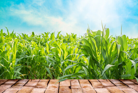 Beautiful  wooden table floor with green corn field nature and blue sky with sunlight background, agriculture product standing showcase background