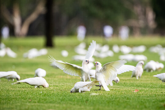 Corellas fight on sporting field
