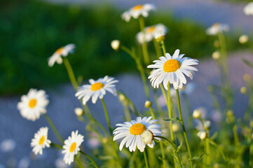 Daisy flower on green meadow. Grass and Flowers border.