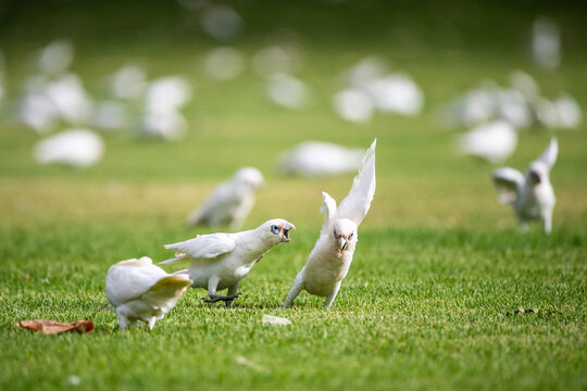 Corellas fight on sporting field